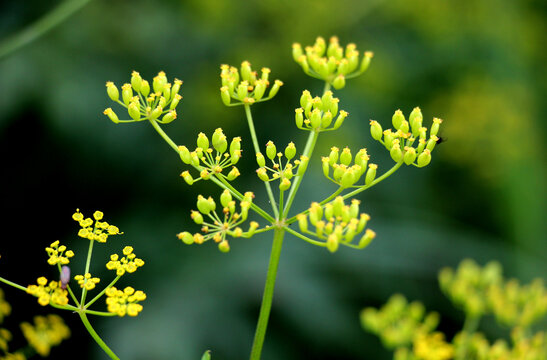 Sowing parsnip (Pastinaca sativa), grows in nature.