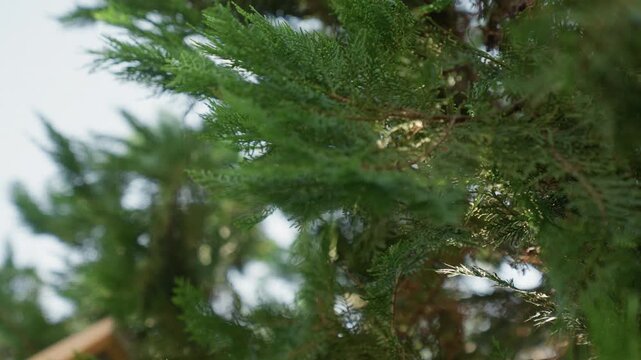Closeup cedar branches in motion, camera tracks through dense foliage with visible twig and bark, breezedriven sway creates cinematic rhythm arborist viewpoint and wildlife observer vibe for energetic