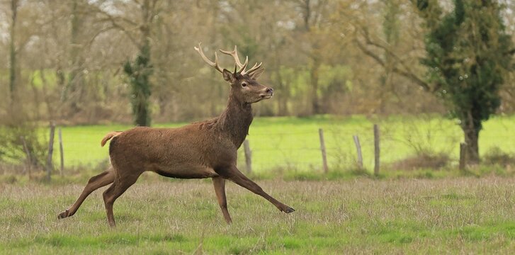 Un cerf gracieux qui traverse une prairie.
En faction devant une haie, j'esp&eacute;rais le voir traverser cette prairie quand j'aper&ccedil;us sa t&ecirc;te surmont&eacute;e de bois de l'autre c&ocirc;t&eacute; d'un grillage. 