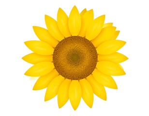 Fototapeta premium A vibrant, top-down view of a fully bloomed, bright yellow flower with a brown central disc, set against a clean white backdrop