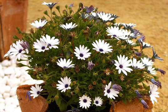 JARDINES DE HUMILLADERO. M&Aacute;LAGA. ESPA&Ntilde;A.