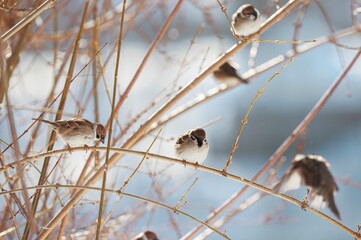 A group of lively sparrows gathers on thin branches, enjoying the quiet beauty of winter. Their playful energy contrasts with the calm surroundings by the still water