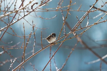 A charming sparrow sits on a slender branch, surrounded by bare tree limbs. The tranquil winter atmosphere is highlighted by a soft, bright sky in the background