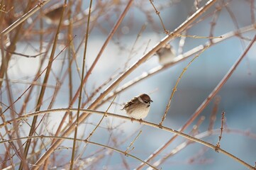 A small sparrow sits quietly on a slender branch, surrounded by bare twigs in a snowy scene. Soft sunlight dances on the feathers, creating a serene winter moment