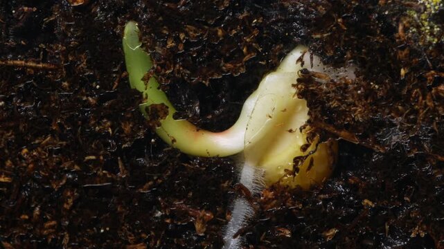 Closeup corn seed root development in dark soil showing curled radicle and fine root structures with compost particles clinging to white tissue, scene evokes resilience and early nutrient uptake