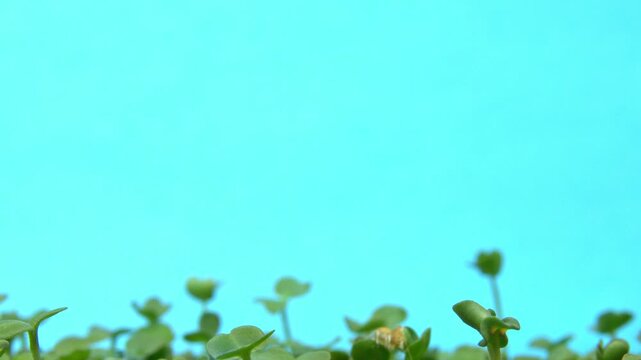 Mass of arugula seedlings under light, dense carpet of tiny green sprouts on moist substrate with cyan background, scientific observation setting suggesting classroom research, timelapse documentation