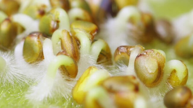 Vibrant macro green arugula sprouts unfolding rapidly, close focus on glossy cotyledons and dew droplets, abstract organic pattern and bright natural light. Chef envisions garnish use culinary plating