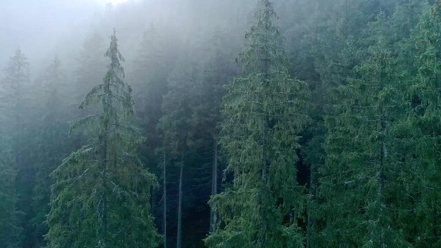 Mystical foggy pine forest with tall dark green conifers shrouded in thick white mist creating ethereal atmosphere, dramatic lighting filtering through canopy. Perfect atmospheric nature stock