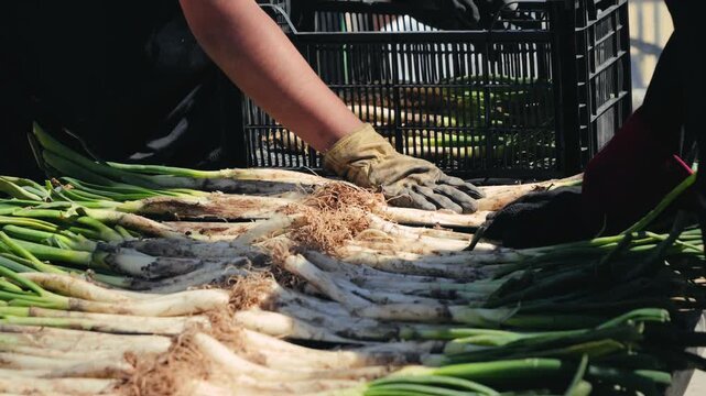 Traditional Catalan green onion calcot, The Calcotada de Valls Festival, annual event that celebrates this tradition, usually at the end of January. Close-up of grilled green onions.