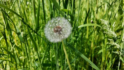 Close-up of dandelion seed head among tall grass