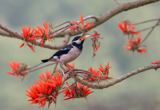 Indian pied myna is a species of starling found in the Indian subcontinent.
