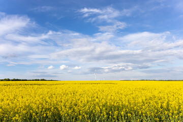 Fototapeta premium Blooming rapeseed field with wind turbines under blue sky and clouds