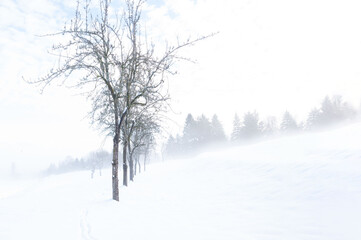 Fototapeta premium High Key Winter Scene of Bare Pear Trees in Foggy Countryside