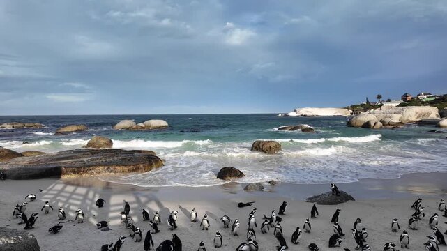 Simon's Town western Cape South Africa. 06.02.2026. Video. A large group of black and white penguins congregates on a sandy and rocky beach, with the deep blue sea and a dramatic sky overhead
