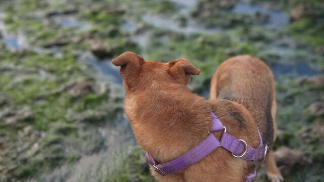 Brown canine with harness observes ocean scene on rugged rocks
