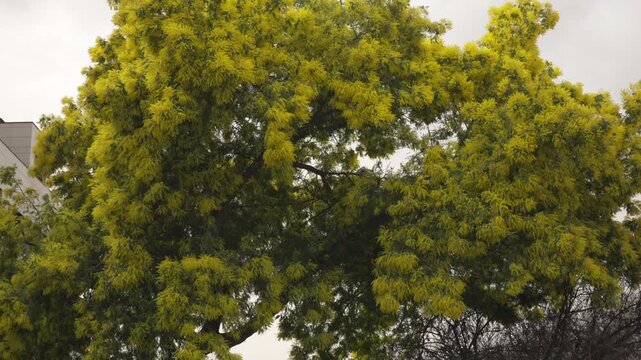 Yellow mimosa tree branches swaying in the spring breeze