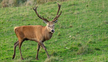 Obraz premium a deer relaxing in a green meadow
