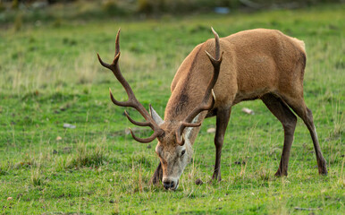 Obraz premium a deer relaxing in a green meadow