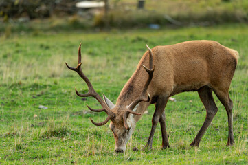Obraz premium a deer relaxing in a green meadow