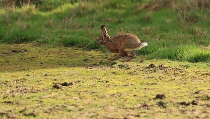 Lièvre aux grandes pattes rassemblées pour mieux courir. © Cécile