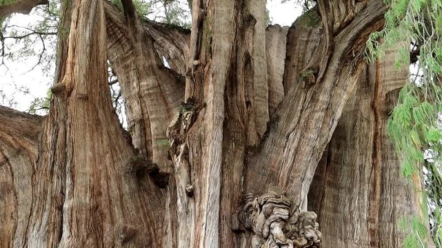 Detail of the trunk texture of the Tule Tree in Oaxaca, Mexico