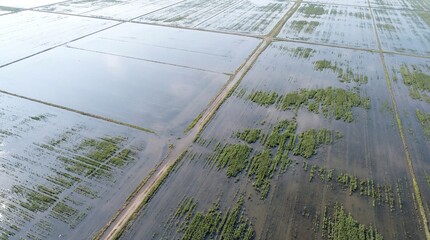 Fototapeta premium Aerial view of flooded farmland with reflective water and crops 