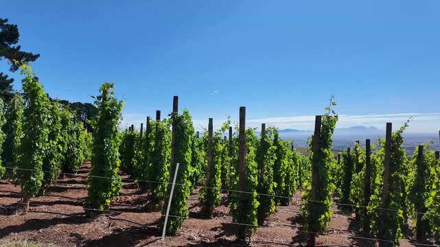 Somerset West South Africa. 06.02.2026, Video. This stunning vineyard scene on the slopes of Helderberg mountain showcases lush green vines and majestic mountains of Cape Peninsula in the background
