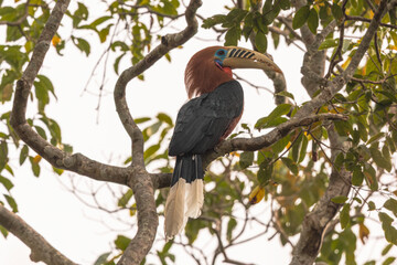 Rufous-necked Hornbill (Aceros nipalensis) at Latpanchar, West Bengal, India — a regal sentinel of the eastern Himalaya, its burnished neck aglow against the forested mist. © Dipankar'Photography