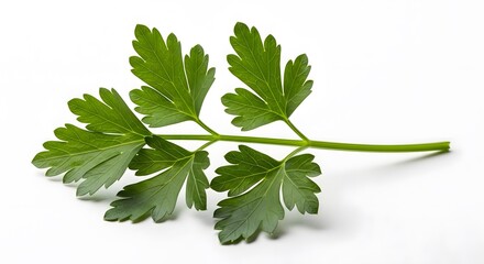 Fresh parsley leaves for healthy eating and cooking
