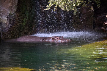 beautiful hippopotamus in front of a waterfall in a park