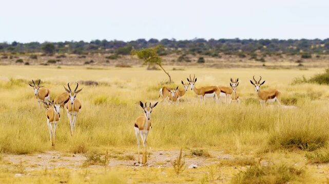 A herd of Springbok antelopes Grazing in Mabuasehube, Botswana, South Africa 
