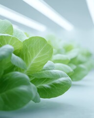 Obraz premium Hydroponic lettuce growing in a clean futuristic laboratory, white and green aesthetic