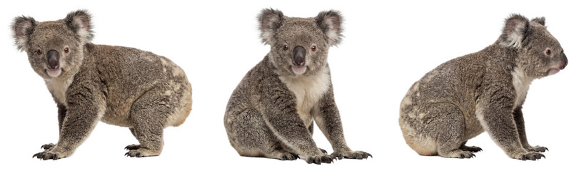 Koala bear isolated on transparent background (PNG) © Trixy