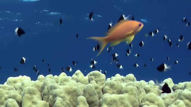Deep in the clear blue ocean, colorful fish swim gracefully among the coral formations. Each moment reveals the beauty of marine life bustling around the dazzling underwater landscape.