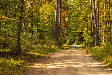 Fototapeta premium Winding forest road in autumn Szemud, Poland.