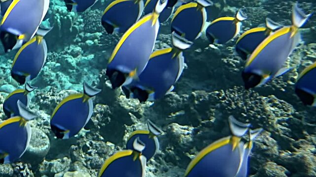 Watch as palette surgeonfish gracefully navigate coral reefs, showcasing their stunning colors and elegant movements. This mesmerizing display captures beauty marine life in magical underwater world.