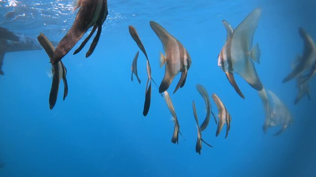 Group of Batfish Swimming Gracefully in Blue Water Column
