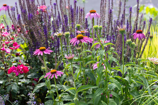 Pink coneflowers blooming among violet salvia spikes in a lush perennial border, vibrant pollinator friendly planting with layered summer color in a naturalistic landscape setting in the front bed.