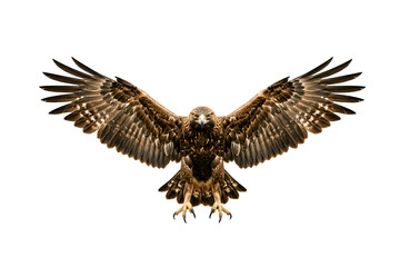 Obraz premium Majestic Golden Eagle with Fully Spread Wings Isolated on Deep Black Background, Symmetrical Wildlife Portrait in High Detail