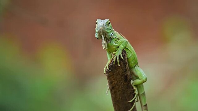 Wild Bright Green Iguana (Iguana iguana) Resting on a Branch and Observing