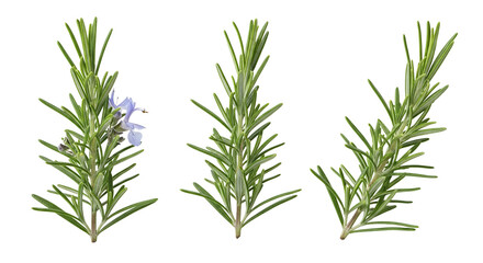 Obraz premium Three sprigs of fresh rosemary with purple flowers on transparent background