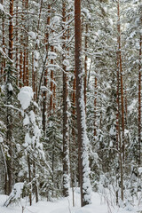 Fototapeta premium Winter snow-covered forest
