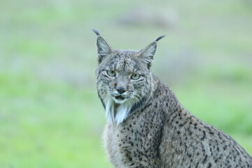 Obraz premium LYNX PARDINUS. SIERRA ANDUJAR. LINCE IBERICO