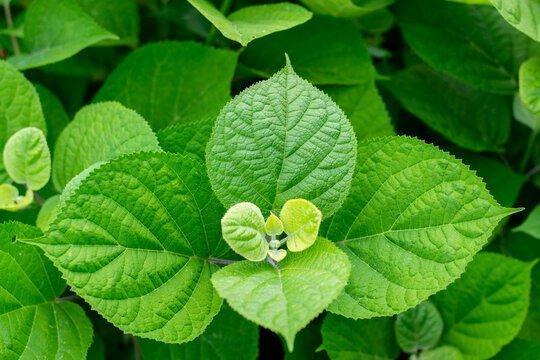 Hydrangea flower. Green leaves of a hydrangea bush in the sun's rays.