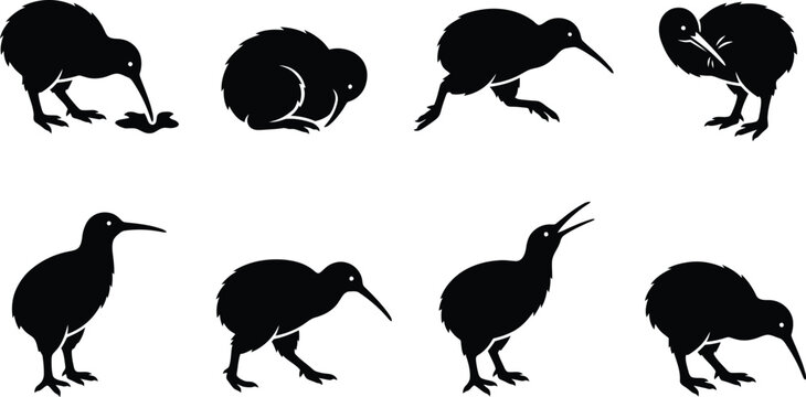 Stylized vector illustrations of kiwi birds in various poses showcasing unique behaviors and characteristics
