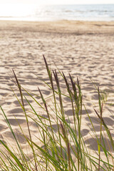 Obraz premium A beach with a small patch of grass in the foreground. The grass is tall and the beach is empty