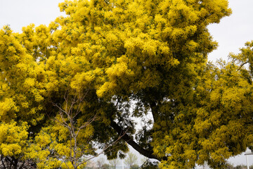 Mimosa tree blooming with bright yellow blossoms in spring