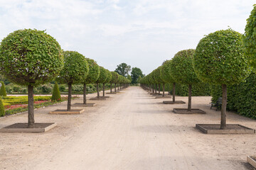 Symmetrical tree row lines a gravel path. Bright blue sky frames the serene garden. Lush green foliage offers texture and life. Perfect for luxury, nature, or travel themes © vip-photoworld