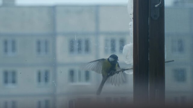 Cute small great tit bird eating seeds from homemade plastic bottle feeder on window with soviet block of flats building in background during cold, cloudy winter day. 