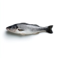 One fresh sea bass fish isolated on white background, raw seafood, studio lighting